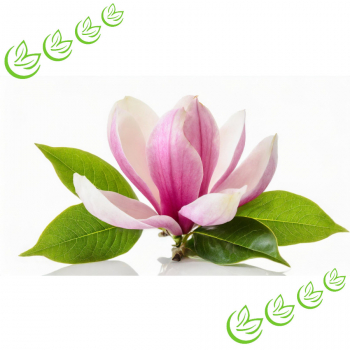 Parfümöl Blooming Magnolia 20 ml